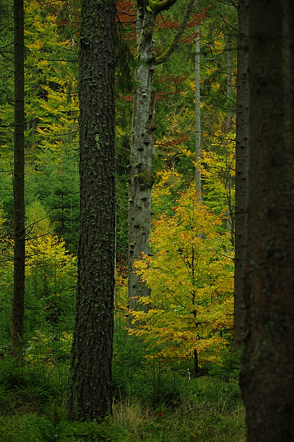 Herbst, wieder mal