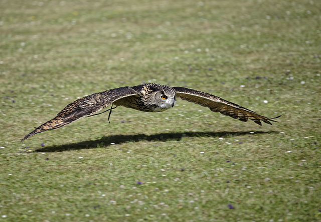 European Eagle Owl