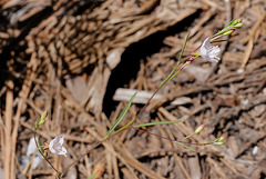 Gayophytum eriospermum, Sequoia National Park USA L1020196