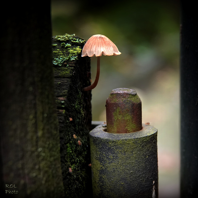 Parapluie, Umbrella, Regenschirm, Paraguas,