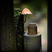 Parapluie, Umbrella, Regenschirm, Paraguas,