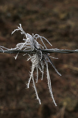 Hoarfrost