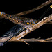 Ascalaphidae (Neuroptera) Lacewing