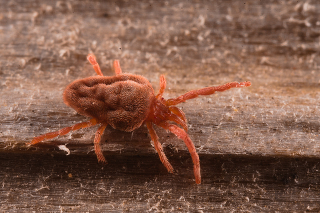 IMG 4925SpiderMite