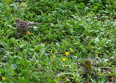 ...ce matin,dans la colline....un couple de serin cini...