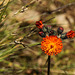 Orangefarbiges Habichtskraut - Hieracium aurantiacum