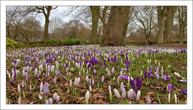 First Signs of Spring