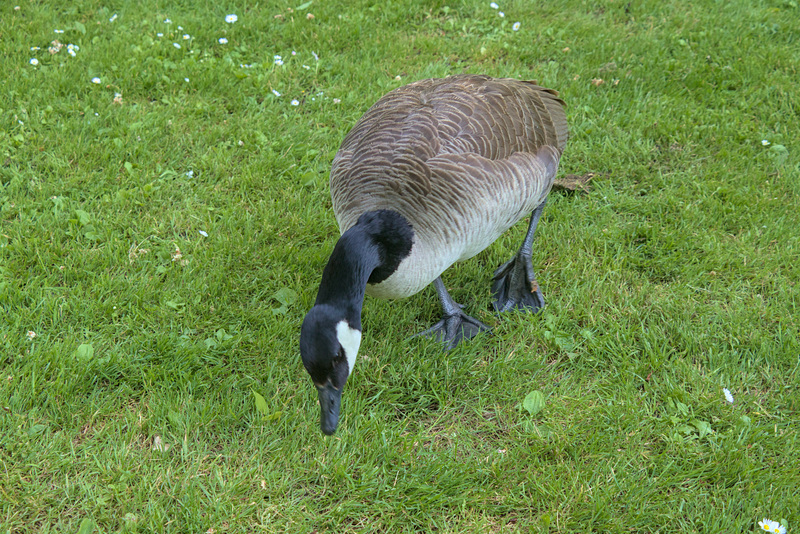 IMG 3766