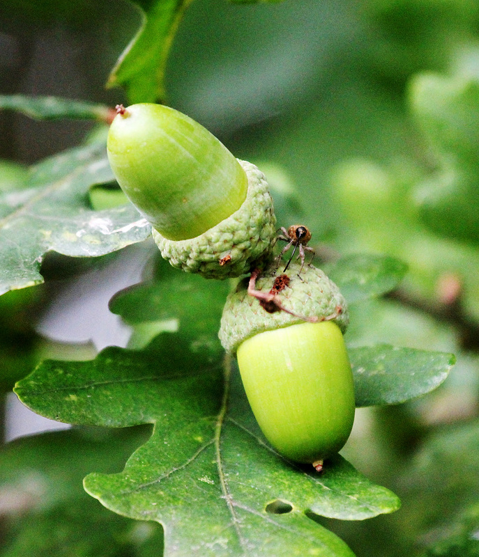 Eicheln und Spinne