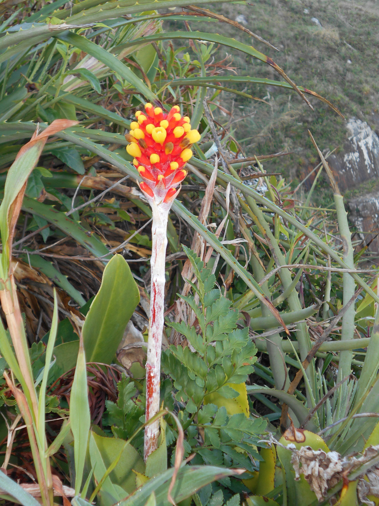 DSCN9323 - Aechmea comata [ex-lindenii], Bromeliaceae