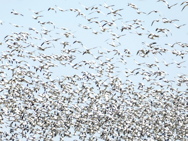 Day 12, a few of the 50,000 Snow Geese, Cap Tourmente