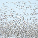 Day 12, a few of the 50,000 Snow Geese, Cap Tourmente