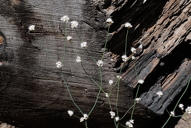 Gilia capitata, Polemoniaceae, Sequoia National Park USA L1020264