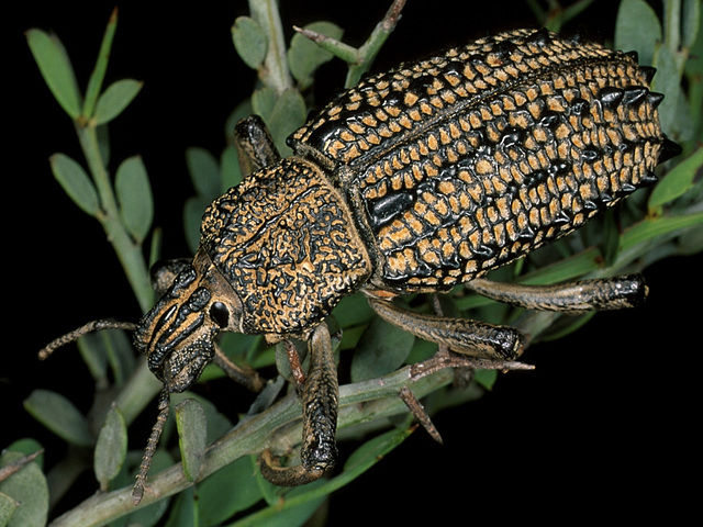 Leptopius gravis. (Curculionidae) Elephant weevil