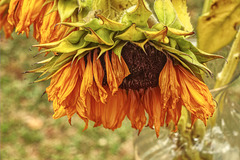 Sunflower in Later Phases