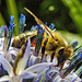 20230722 2812CPw [D~LIP] Kugeldistel, Honigbiene, Bad Salzuflen
