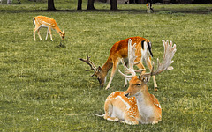 Damwild...