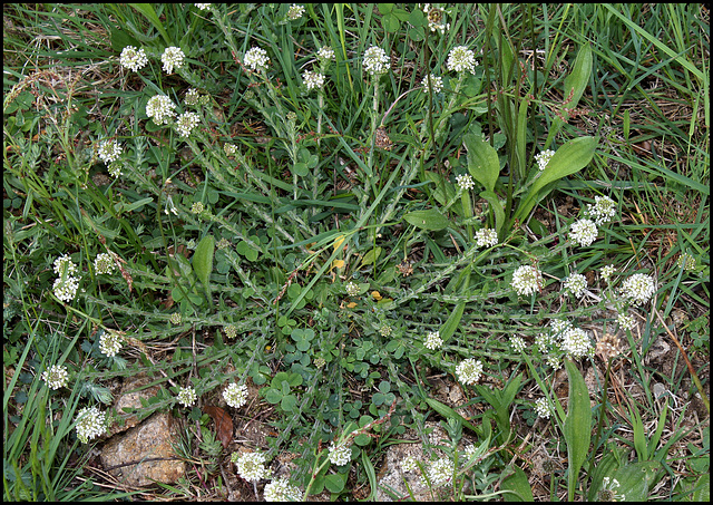 Lepidium heterophyllum