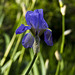 Iris unguicularis