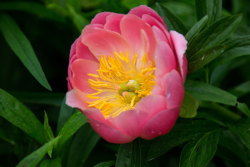 20160529 1799VRAw [D~LIP] Pfingstrose (Paeonia agg) [Päonien], UWZ, Bad Salzuflen