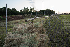 Paddy field in fall