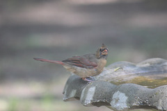 I see you too!    (female Red Bird)