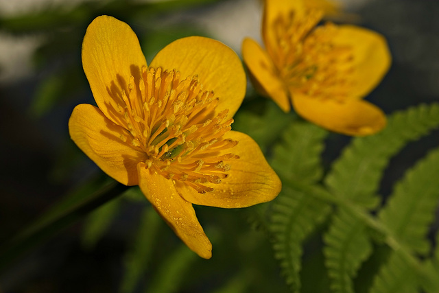 Blüte der Sumpfdotterblume