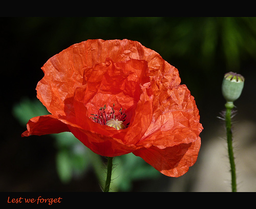 Lest We Forget