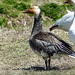 Day 12, Blue morph Snow Goose, Cap Tourmente