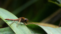 Rote Heidelibelle