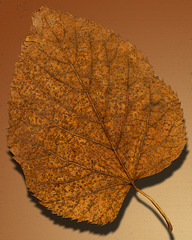 Herbstlaub Pappel