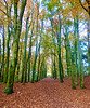 Autumn colours at Stafford Castle