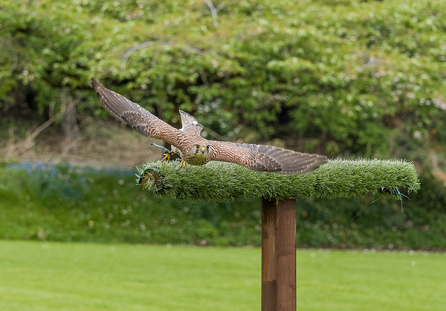 Chester cathedral falconry.30jpg