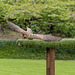 Chester cathedral falconry.30jpg