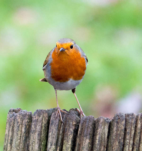 Robin (22)