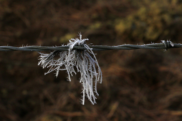 Hoarfrost