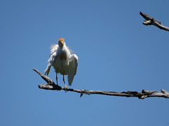 Cattle egret (Bubulcus ibis)