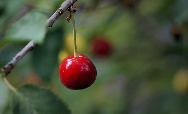 Die erste rote Kirsche