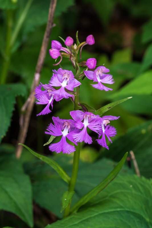 Platanthera grandiflora (Large Purple Fringed orchid)