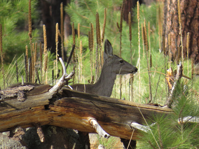 Woodland Creature