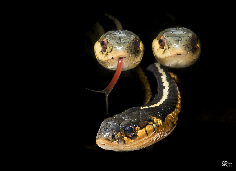 Garter Snakes in Black.