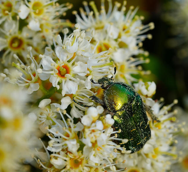 Rosenkäfer in Kirschlorbeerblüten