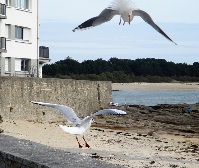 des ailes des pattes