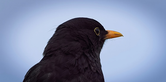 Der Blick der Amsel :))  The blackbird's look :))  Le regard du merle :))