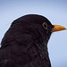 Der Blick der Amsel :))  The blackbird's look :))  Le regard du merle :))