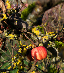 Vergessener Apfel