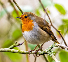 Robin