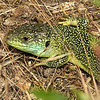LACERTA BILINEATA