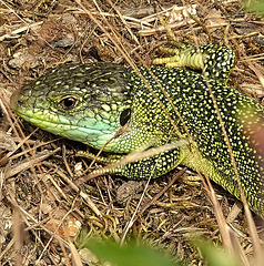 LACERTA BILINEATA LACERTA BILINEATA