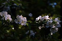 trio of late apple blossoms trio of late apple blossoms